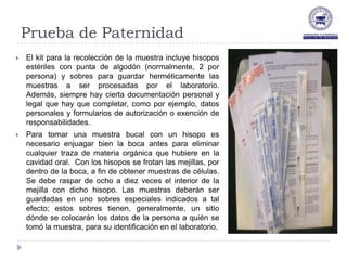 Prueba de Paternidad
   El kit para la recolección de la muestra incluye hisopos
    estériles con punta de algodón (normalmente, 2 por
    persona) y sobres para guardar herméticamente las
    muestras a ser procesadas por el laboratorio.
    Además, siempre hay cierta documentación personal y
    legal que hay que completar, como por ejemplo, datos
    personales y formularios de autorización o exención de
    responsabilidades.
   Para tomar una muestra bucal con un hisopo es
    necesario enjuagar bien la boca antes para eliminar
    cualquier traza de materia orgánica que hubiere en la
    cavidad oral. Con los hisopos se frotan las mejillas, por
    dentro de la boca, a fin de obtener muestras de células.
    Se debe raspar de ocho a diez veces el interior de la
    mejilla con dicho hisopo. Las muestras deberán ser
    guardadas en uno sobres especiales indicados a tal
    efecto; estos sobres tienen, generalmente, un sitio
    dónde se colocarán los datos de la persona a quién se
    tomó la muestra, para su identificación en el laboratorio.
 