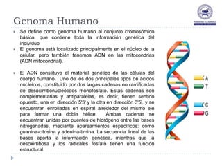 Genoma Humano
   Se define como genoma humano al conjunto cromosómico
    básico, que contiene toda la información genética del
    individuo
   El genoma está localizado principalmente en el núcleo de la
    celular, pero también tenemos ADN en las mitocondrias
    (ADN mitocondrial).

   El ADN constituye el material genético de las células del
    cuerpo humano. Uno de los dos principales tipos de ácidos
    nucleicos, constituido por dos largas cadenas no ramificadas
    de desoxirribonucleótidos monofosfato. Estas cadenas son
    complementarias y antiparalelas, es decir, tienen sentido
    opuesto, una en dirección 5'3' y la otra en dirección 3'5', y se
    encuentran enrolladas en espiral alrededor del mismo eje
    para formar una doble hélice.            Ambas cadenas se
    encuentran unidas por puentes de hidrógeno entre las bases
    nitrogenadas, mediante apareamientos específicos: como
    guanina-citosina y adenina-timina. La secuencia lineal de las
    bases aporta la información genética, mientras que la
    desoxirribosa y los radicales fosfato tienen una función
    estructural.
 