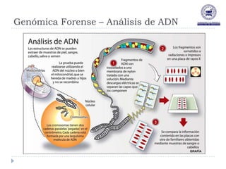 Genómica Forense – Análisis de ADN
 