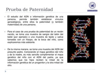 Prueba de Paternidad
   El estudio del ADN o información genética de una
    persona, permite     también establecer vínculos
    genealógicos, entre ellos la paternidad (y también
    maternidad) de una persona.


   Para el caso de una prueba de paternidad de un recién
    nacido, se toma una muestra de sangre del talón del
    bebé (por ejemplo) o una muestra de tejido y saliva
    tomadas con un hisopo, de la boca del niño, como
    explicaremos más adelante.


   De la misma manera, se toma una muestra del ADN del
    presunto padre. Conociendo el mapa genético del niño
    y de la madre, es más sencillo complementar el mapa
    genético del niño con el ADN del padre, ya que
    sabemos que los hijos reciben la mitad de la
    información genética de un progenitor y la otra mitad del
    otro.
 
