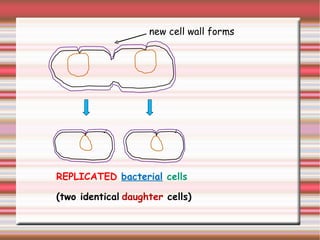 new cell wall forms REPLICATED   bacterial   cells (two identical   daughter  cells) 
