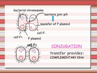 cell F- cell F+ bacterial chromosome F plasmid  bacteria join: pili transfer of F plasmid cell F+ transfer provides:   COMPLEMENTARY DNA CONJUGATION 