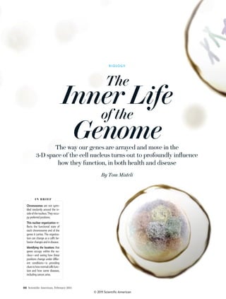 66 Scientiﬁc American, February 2011
Chromosomes are not sprin-
kled randomly around the in-
side of the nucleus.They occu-
py preferred positions.
This nuclear organization re-
each chromosome and of the
genes it carries. The organiza-
tion can change as a cell’s be-
havior changes and in disease.
Identifying the locations that
genes occupy within the nu-
cleus—and seeing how these
-
ent conditions—is providing
cluestohownormalcellsfunc-
tion and how some diseases,
including cancer,arise.
I N B R I E F
By Tom Misteli
BIOLOGY
The
Inner Life
of the
GenomeThe way our genes are arrayed and move in the
3-D space of the cell nucleus turns out to profoundly influence
how they function, in both health and disease
© 2011 Scientific American
 