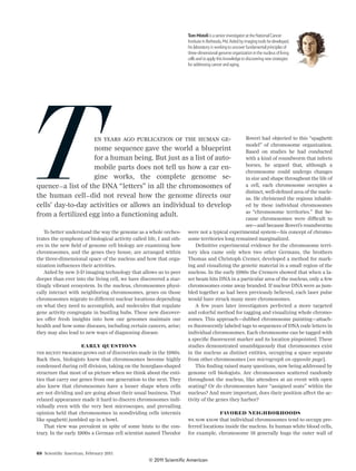 68 Scientiﬁc American, February 2011
To better understand the way the genome as a whole orches-
trates the symphony of biological activity called life, I and oth-
ers in the new ﬁeld of genome cell biology are examining how
chromosomes, and the genes they house, are arranged within
the three-dimensional space of the nucleus and how that orga-
nization inﬂuences their activities.
Aided by new 3-D imaging technology that allows us to peer
deeper than ever into the living cell, we have discovered a star-
tlingly vibrant ecosystem. In the nucleus, chromosomes physi-
cally interact with neighboring chromosomes, genes on those
chromosomes migrate to different nuclear locations depending
on what they need to accomplish, and molecules that regulate
gene activity congregate in bustling hubs. These new discover-
ies offer fresh insights into how our genomes maintain our
health and how some diseases, including certain cancers, arise;
they may also lead to new ways of diagnosing disease.
EARLY QUESTIONS
THE RECENT PROGRESS grows out of discoveries made in the 1980s.
Back then, biologists knew that chromosomes become highly
condensed during cell division, taking on the hourglass-shaped
structure that most of us picture when we think about the enti-
ties that carry our genes from one generation to the next. They
also knew that chromosomes have a looser shape when cells
are not dividing and are going about their usual business. That
relaxed appearance made it hard to discern chromosomes indi-
vidually even with the very best microscopes, and prevailing
opinion held that chromosomes in nondividing cells intermix
like spaghetti jumbled up in a bowl.
That view was prevalent in spite of some hints to the con-
trary. In the early 1900s a German cell scientist named Theodor
Boveri had objected to this “spaghetti
model” of chromosome organization.
Based on studies he had conducted
with a kind of roundworm that infects
horses, he argued that, although a
chromosome could undergo changes
in size and shape throughout the life of
a cell, each chromosome occupies a
distinct, well-deﬁned area of the nucle-
us. He christened the regions inhabit-
ed by these individual chromosomes
as “chromosome territories.” But be-
cause chromosomes were difficult to
see—and because Boveri’s roundworms
were not a typical experimental system—his concept of chromo-
some territories long remained marginalized.
Deﬁnitive experimental evidence for the chromosome terri-
tory idea came only when two other Germans, the brothers
Thomas and Christoph Cremer, developed a method for mark-
ing and visualizing the genetic material in a small region of the
nucleus. In the early 1980s the Cremers showed that when a la-
ser beam hits DNA in a particular area of the nucleus, only a few
chromosomes come away branded. If nuclear DNA were as jum-
bled together as had been previously believed, each laser pulse
would have struck many more chromosomes.
A few years later investigators perfected a more targeted
and colorful method for tagging and visualizing whole chromo-
somes. This approach—dubbed chromosome painting—attach-
es ﬂuorescently labeled tags to sequences of DNA code letters in
individual chromosomes. Each chromosome can be tagged with
a speciﬁc ﬂuorescent marker and its location pinpointed. These
studies demonstrated unambiguously that chromosomes exist
in the nucleus as distinct entities, occupying a space separate
from other chromosomes [see micrograph on opposite page].
This ﬁnding raised many questions, now being addressed by
genome cell biologists. Are chromosomes scattered randomly
throughout the nucleus, like attendees at an event with open
seating? Or do chromosomes have “assigned seats” within the
nucleus? And more important, does their position affect the ac-
tivity of the genes they harbor?
FAVORED NEIGHBORHOODS
WE NOW KNOW that individual chromosomes tend to occupy pre-
ferred locations inside the nucleus. In human white blood cells,
for example, chromosome 18 generally hugs the outer wall of
TEN YEARS AGO PUBLICATION OF THE HUMAN GE-
nome sequence gave the world a blueprint
for a human being. But just as a list of auto-
mobile parts does not tell us how a car en-
gine works, the complete genome se-
quence—a list of the DNA “letters” in all the chromosomes of
the human cell—did not reveal how the genome directs our
cells’ day-to-day activities or allows an individual to develop
from a fertilized egg into a functioning adult.
Tom Misteli is a senior investigator at the National Cancer
Institute in Bethesda,Md.Aided by imaging tools he developed,
his laboratory is working to uncover fundamental principles of
three-dimensional genome organization in the nucleus of living
cells and to apply this knowledge to discovering new strategies
for addressing cancer and aging.
© 2011 Scientific American
 