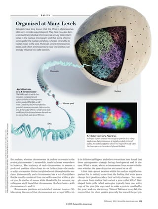 February 2011, ScientiﬁcAmerican.com 69
the nucleus, whereas chromosome 19 prefers to remain in the
center; chromosome 7, meanwhile, tends to hover somewhere
in between. The tendency of each chromosome to assume a
preferred position either closer to—or farther from—the nucle-
ar edge also creates distinct neighborhoods throughout the nu-
cleus. Consequently, each chromosome has a set of neighbors
that is usually consistent from one cell to another within a giv-
en type. In studies of mouse white blood cells, for instance, my
colleagues and I found that chromosome 12 often clusters with
chromosomes 14 and 15.
Chromosome positions are not etched in stone, however. My
laboratory discovered that chromosomes are arrayed different-
ly in different cell types, and other researchers have found that
these arrangements change during development and in dis-
ease. What is more, where a chromosome lives seems to inﬂu-
ence whether the genes it carries are turned on or off.
A hint that a gene’s location within the nucleus might be im-
portant for its activity came from the ﬁnding that some genes
change their positions when their activity changes. One exam-
ple comes from studies that tracked a gene called GFAP. Star-
shaped brain cells called astrocytes typically have one active
copy of the gene (the copy used to make a protein speciﬁed by
the gene) and one silent copy. Takumi Takizawa in my lab dis-
covered that the silent version generally lies toward the periph-
FROM“COBRA:COMBINEDBINARYRATIOLABELINGOFNUCLEIC-ACIDPROBESFORMULTI-COLORFLUORESCENCEINSITU
HYBRIDIZATIONKARYOTYPING,”BYKAROLYSZUHAIANDHANSJ.TANKE,INNATUREPROTOCOLS,VOL.1,NO.1;JUNE2006(micrograph)
BA S I C S
Organized at Many Levels
Biologists have long known that the DNA in chromosomes
folds up in complex ways (diagram). They have now also dem-
onstrated that individual chromosomes occupy distinct terri-
tories in the nucleus (micrograph) and that some chromo-
somes prefer the nuclear periphery, whereas others like to
cluster closer to the core. Moreover, where chromosomes
reside, and which chromosomes lie near one another, can
Architecture
of a Chromosome
The DNAin each of our 46 chro-
mosomes is wrapped around
spools consisting of histone proteins,
and the spooled DNAfolds up still
more.Collectively,the DNAcomplexed to
proteins is known as chromatin.Laid out end to
end,all the nuclear DNAin a whole human body
would stretch the distance between the earth and
the sun and back again about 100 times.
Architecture of a Nucleus
In the past 15 years advanced microscopy has given the lie to a long-
standing view that chromosomes sit higgledy-piggledy in the cell
nucleus,like cooked spaghetti in a bowl.This image individually colors
Histone spool
Chromatin
Nucleus
DNA
© 2011 Scientific American
 