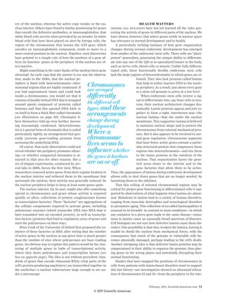 February 2011, ScientiﬁcAmerican.com 71
ery of the nucleus, whereas the active copy resides in the nu-
clear interior. Others have found a similar positioning for genes
that encode the defensive antibodies, or immunoglobulins, that
white blood cells secrete when provoked by an invader. In white
blood cells that have been placed on alert by foreign cells, the
region of the chromosome that houses the IGH gene, which
encodes an immunoglobulin component, tends to move to a
more central position in the nucleus. Together, such discoveries
have pointed to a simple rule of how the position of a gene af-
fects its function: genes at the periphery of the nucleus are of-
ten inactive.
Might something in the outer ﬂanks of the nucleus favor gene
silencing? An early sign that the answer is yes was the observa-
tion, made in the 1930s, that the nuclear pe-
riphery is lined with heterochromatin—chro-
mosomal regions that are highly condensed. If
you had supernatural vision and could look
inside a chromosomes, you would see that it
consistsofdouble-helicalDNAthatiswrapped
around spools composed of proteins called
histones and that this spooled DNA folds in
on itself to form a thick ﬁber called chromatin
[see illustration on page 69]. Chromatin ﬁ-
bers themselves fold up even further, becom-
ing increasingly condensed. Heterochroma-
tin is a special form of chromatin that is coiled
particularly tightly, an arrangement that gen-
erally prevents gene-reading proteins from
accessing the underlying DNA.
Of course, that early observation could not
reveal whether the periphery promotes silenc-
ing—or whether compacted chromatin is at-
tracted to that area for other reasons. But a
set of elegant experiments, conducted by sev-
eral labs in 2008, favors the ﬁrst view. When
researchers removed active genes from their regular location in
the nuclear interior and tethered them to the membrane that
surrounds the nucleus, their activity was generally reduced. So
the nuclear periphery helps to keep at least some genes quiet.
The nuclear interior, for its part, might also offer something
special to chromosomes and genes whose activity is required
quickly or often: collections of protein conglomerates known
as transcription factories. These “factories” are aggregations of
the cellular components required to activate genes, including
polymerase enzymes (which transcribe DNA into RNA that is
later translated into an encoded protein), as well as transcrip-
tion factors (proteins that bind to regulatory areas of genes and
start the polymerases on their way).
Peter Cook of the University of Oxford ﬁrst proposed the ex-
istence of these factories in 1993, after noting that the number
of active genes in the nucleus at any given time is much greater
than the number of sites where polymerases are busy reading
genes. An obvious way to explain this pattern would be the clus-
tering of multiple genes in hubs of transcriptional activity,
where they share polymerases and transcription factors [see
box on opposite page]. The idea is not without precedent: hun-
dreds of genes that encode ribosomal RNAs (vital parts of the
cell’s protein-producing machinery) are transcribed together in
the nucleolus—a nuclear substructure large enough to see un-
der a microscope.
HEALTH MATTERS
GENOME CELL BIOLOGISTS have not yet learned all the rules gov-
erning the activity of genes in different parts of the nucleus. We
have shown, however, that where genes reside in nuclear space
has relevance to normal development and to health.
A particularly striking instance of how gene organization
changes during normal embryonic development has emerged
from studies of the embryonic stem cells. These cells are “pluri-
potent” generalists, possessing the unique ability to differenti-
ate into any one of the 220 or so specialized tissues in the body,
such as nerve cells, blood cells or muscle. Unlike fully differen-
tiated cells, these functionally ﬂexible embryonic stem cells
lack the large regions of heterochromatin in which genes are si-
lenced. They also lack proteins called lamins
that help to tether inactive DNA to the nucle-
ar periphery. As a result, just about every gene
in a stem cell genome is active at a low level.
When embryonic stem cells receive a sig-
nal to differentiate into, say, bone cells or neu-
rons, their nuclear architecture changes dra-
matically. Lamin proteins appear and join to-
gether to form a tight, interwoven mat—the
nuclear lamina—that sits under the nuclear
membrane. This supportive lamina is believed
to maintain nuclear shape and to protect the
chromosomes from external mechanical pres-
sure. But it also appears to be involved in nor-
mal gene regulation. Chromosome segments
that have fewer active genes contain a partic-
ular structural protein that compresses those
regions into heterochromatin—and ties them
to the lamin proteins in the outskirts of the
nucleus. That sequestration leaves the gene-
rich areas closer to the interior and to the
gene factories that allow them to be active.
Thus, the appearance of lamins during embryonic development
allows cells to shut down genes that are no longer needed, by
banishing them to the sidelines.
That this exiling of selected chromosomal regions may be
critical for proper gene functioning in differentiated cells is sup-
ported by observations of what happens when lamins are abnor-
mal. Mutations in lamins lead to a variety of human disorders,
ranging from muscular dystrophies and neurological disorders
to premature aging. This collection of so-called laminopathies is
unusual in its breadth: in contrast to most conditions—in which
any mutation in a given gene leads to the same disease—muta-
tions in lamins cause an unusually broad spectrum of illnesses.
Cell biologists are not sure how defective lamins cause these dis-
orders. One possibility is that they weaken the lamina, leaving it
unable to shield the nucleus from mechanical forces, with the
consequence that much of the genome in vulnerable cells be-
comes physically damaged, perhaps leading to the cell’s death.
Another intriguing idea is that defective lamin proteins may be
compromised in their ability to organize the genome, thus plac-
ing genes in the wrong places and potentially disrupting their
normal functioning.
Studies that have mapped the positions of chromosomes in
cells from patients with lamin-based disorders tend to support
this last theory: one investigation showed an abnormal reloca-
tion of chromosomes 13 and 18—from the periphery to the inte-
Chromosomes
are arrayed
differently
in different cell
types, and these
arrangements
change during
development.
Where a
chromosome
lives seems to
influence whether
the genes it harbors
are on or off.
© 2011 Scientific American
 