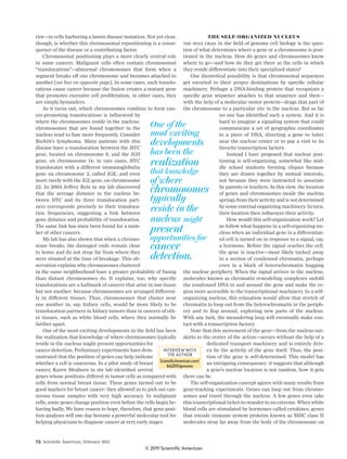 72 Scientiﬁc American, February 2011
rior—in cells harboring a lamin disease mutation. Not yet clear,
though, is whether this chromosomal repositioning is a conse-
quence of the disease or a contributing factor.
Chromosomal positioning plays a more clearly central role
in some cancers. Malignant cells often contain chromosomal
“translocations”—abnormal chromosomes that form when a
segment breaks off one chromosome and becomes attached to
another [see box on opposite page]. In some cases, such translo-
cations cause cancer because the fusion creates a mutant gene
that promotes excessive cell proliferation; in other cases, they
are simply bystanders.
As it turns out, which chromosomes combine to form can-
cer-promoting translocations is inﬂuenced by
where the chromosomes reside in the nucleus:
chromosomes that are found together in the
nucleus tend to fuse more frequently. Consider
Burkitt’s lymphoma. Many patients with this
disease have a translocation between the MYC
gene, located on chromosome 8, and the IGH
gene, on chromosome 14; in rare cases, MYC
translocates with a different immunoglobulin
gene on chromosome 2, called IGK, and even
more rarely with the IGL gene, on chromosome
22. In 2003 Jeffrey Roix in my lab discovered
that the average distance in the nucleus be-
tween MYC and its three translocation part-
ners corresponds precisely to their transloca-
tion frequencies, suggesting a link between
gene distance and probability of translocation.
The same link has since been found for a num-
ber of other cancers.
My lab has also shown that when a chromo-
some breaks, the damaged ends remain close
to home and do not stray far from where they
were situated at the time of breakage. This ob-
servation explains why chromosomes clustered
in the same neighborhood have a greater probability of fusing
than distant chromosomes do. It explains, too, why speciﬁc
translocations are a hallmark of cancers that arise in one tissue
but not another: because chromosomes are arranged different-
ly in different tissues. Thus, chromosomes that cluster near
one another in, say, kidney cells, would be more likely to be
translocation partners in kidney tumors than in cancers of oth-
er tissues, such as white blood cells, where they normally lie
farther apart.
One of the most exciting developments in the ﬁeld has been
the realization that knowledge of where chromosomes typically
reside in the nucleus might present opportunities for
cancer detection. Preliminary experiments have dem-
onstrated that the position of genes can help indicate
whether a cell is cancerous. In a pilot study of breast
cancer, Karen Meaburn in my lab identiﬁed several
genes whose positions differed in tumor cells as compared with
cells from normal breast tissue. These genes turned out to be
good markers for breast cancer: they allowed us to pick out can-
cerous tissue samples with very high accuracy. In malignant
cells, some genes change position even before the cells begin be-
having badly. We have reason to hope, therefore, that gene-posi-
tion analyses will one day become a powerful molecular tool for
helping physicians to diagnose cancer at very early stages.
THE SELF-ORGANIZED NUCLEUS
THE HOLY GRAIL in the ﬁeld of genome cell biology is the ques-
tion of what determines where a gene or a chromosome is posi-
tioned in the nucleus. How do genes and chromosomes know
where to go—and how do they get there as the cells in which
they reside differentiate into their specialized states?
One theoretical possibility is that chromosomal sequences
get escorted to their proper destinations by speciﬁc cellular
machinery. Perhaps a DNA-binding protein that recognizes a
speciﬁc gene sequence attaches to that sequence and then—
with the help of a molecular motor protein—drags that part of
the chromosome to a particular site in the nucleus. But so far
no one has identiﬁed such a system. And it is
hard to imagine a signaling system that could
communicate a set of geographic coordinates
to a piece of DNA, directing a gene to loiter
near the nuclear center or to pay a visit to its
favorite transcription factory.
Instead I have proposed that nuclear posi-
tioning is self-organizing, somewhat like mid-
dle school students forming cliques because
they are drawn together by mutual interests,
not because they were instructed to associate
by parents or teachers. In this view, the location
of genes and chromosomes inside the nucleus
springs from their activity and is not determined
by some external organizing machinery. In turn,
their location then inﬂuences their activity.
How would this self-organization work? Let
us follow what happens in a self-organizing nu-
cleus when an individual gene in a differentiat-
ed cell is turned on in response to a signal, say,
a hormone. Before the signal reaches the cell,
the gene is inactive—most likely tucked away
in a section of condensed chromatin, perhaps
even in a block of heterochromatin hugging
the nuclear periphery. When the signal arrives in the nucleus,
molecules known as chromatin remodeling complexes unfold
the condensed DNA in and around the gene and make the re-
gion more accessible to the transcriptional machinery. In a self-
organizing nucleus, this relaxation would allow that stretch of
chromatin to loop out from the heterochromatin in the periph-
ery and to ﬂop around, exploring new parts of the nucleus.
With any luck, the meandering loop will eventually make con-
tact with a transcription factory.
Note that this movement of the gene—from the nuclear out-
skirts to the center of the action—occurs without the help of a
dedicated transport machinery and is entirely driv-
en by the activity of the gene itself. Thus, the posi-
tion of the gene is self-determined. This model has
an intriguing consequence: it suggests that although
a gene’s nuclear location is not random, how it gets
there can be.
The self-organization concept agrees with many results from
gene-tracking experiments. Genes can loop out from chromo-
somes and travel through the nucleus. A few genes even take
this transcriptional ticket-to-wander to an extreme. When white
blood cells are stimulated by hormones called cytokines, genes
that encode immune system proteins known as MHC class II
molecules stray far away from the body of the chromosome on
INTERVIEW WITH
THE AUTHOR
One of the
most exciting
developments
has been the
realization
that knowledge
of where
chromosomes
typically
reside in the
nucleus might
present
opportunities for
cancer
detection.
© 2011 Scientific American
 