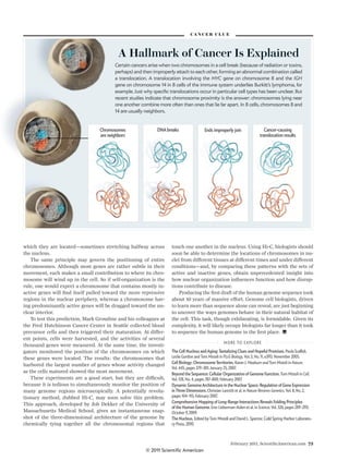 February 2011, ScientiﬁcAmerican.com 73
which they are located—sometimes stretching halfway across
the nucleus.
The same principle may govern the positioning of entire
chromosomes. Although most genes are rather subtle in their
movement, each makes a small contribution to where its chro-
mosome will wind up in the cell. So if self-organization is the
rule, one would expect a chromosome that contains mostly in-
active genes will ﬁnd itself pulled toward the more repressive
regions in the nuclear periphery, whereas a chromosome hav-
ing predominantly active genes will be dragged toward the nu-
clear interior.
To test this prediction, Mark Groudine and his colleagues at
the Fred Hutchinson Cancer Center in Seattle collected blood
precursor cells and then triggered their maturation. At differ-
ent points, cells were harvested, and the activities of several
thousand genes were measured. At the same time, the investi-
gators monitored the position of the chromosomes on which
these genes were located. The results: the chromosomes that
harbored the largest number of genes whose activity changed
as the cells matured showed the most movement.
These experiments are a good start, but they are difficult,
because it is tedious to simultaneously monitor the position of
many genome regions microscopically. A potentially revolu-
tionary method, dubbed Hi-C, may soon solve this problem.
This approach, developed by Job Dekker of the University of
Massachusetts Medical School, gives an instantaneous snap-
shot of the three-dimensional architecture of the genome by
chemically tying together all the chromosomal regions that
touch one another in the nucleus. Using Hi-C, biologists should
soon be able to determine the locations of chromosomes in nu-
clei from different tissues at different times and under different
conditions—and, by comparing these patterns with the sets of
active and inactive genes, obtain unprecedented insight into
how nuclear organization inﬂuences function and how disrup-
tions contribute to disease.
Producing the ﬁrst draft of the human genome sequence took
about 10 years of massive effort. Genome cell biologists, driven
to learn more than sequence alone can reveal, are just beginning
to uncover the ways genomes behave in their natural habitat of
the cell. This task, though exhilarating, is formidable. Given its
complexity, it will likely occupy biologists far longer than it took
to sequence the human genome in the ﬁrst place.
MORE TO EXPLORE
Leslie Gordon and Tom Misteli in PLoS Biology, Vol. 3, No. 11, e395; November 2005.
Karen J. Meaburn and Tom Misteli in Nature,
Vol. 445, pages 379–381; January 25, 2007.
Tom Misteli in Cell,
Vol. 128, No. 4, pages 787–800; February 2007.
Dynamic Genome Architecture in the Nuclear Space: Regulation of Gene Expression
Christian Lanctôt et al. in Nature Reviews Genetics, Vol. 8, No. 2,
pages 104–115; February 2007.
Comprehensive Mapping of Long-Range Interactions Reveals Folding Principles
Erez Lieberman-Aiden et al. in Science, Vol. 326, pages 289–293;
October 9, 2009.
Edited by Tom Misteli and David L. Spector. Cold Spring Harbor Laborato-
ry Press, 2010.
CA N C E R C L U E
A Hallmark of Cancer Is Explained
Certain cancers arise when two chromosomes in a cell break (because of radiation or toxins,
perhaps) and then improperly attach to each other, forming an abnormal combination called
a translocation. A translocation involving the MYC gene on chromosome 8 and the IGH
gene on chromosome 14 in B cells of the immune system underlies Burkitt’s lymphoma, for
recent studies indicate that chromosome proximity is the answer: chromosomes lying near
one another combine more often than ones that lie far apart. In B cells, chromosomes 8 and
14 are usually neighbors.
DNA breaks Ends improperly join Cancer-causing
translocation results
Chromosomes
are neighbors
© 2011 Scientific American
 