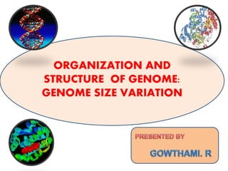 ORGANIZATION AND
STRUCTURE OF GENOME:
GENOME SIZE VARIATION
 