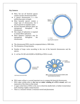 Key features
● Most, but not all bacterial species
contain circular chromosomal DNA.
● A typical chromosomes is a few
million base pairs in length.
● Most bacterial species contain a
single type of chromosome, but it
may be present in multiple copies.
● Several thousand different genes are
interspersed throughout the
chromosome.
● One origin of replication is required
to initiate DNA replication.
● Short repetitive sequences may be
interspersed throughout the
chromosome.
● The chromosomal DNA must be compacted about a 1000-folds.
● The formation of loop domains.
● Number of loops varies according to the size of the bacterial chromosome and the
species.
● E. coli has 50-100 with 40,000 to 80,000 bp of DNA in each.
● DNA super coiling is a second important way to compact the bacterial chromosome.
• DNA super coiling refers to the over or under winding of a DNA strand, and is an
expression of the strain on that strand.
• A super coiled form of DNA is the one in which the double helix is further twisted about
itself, forming a tightly coiled structure.
• There is 2 structure formed :2 structures-toroid and plectoneme
 