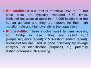 Minisatellite Example Genome concept, types, and function | PPTX