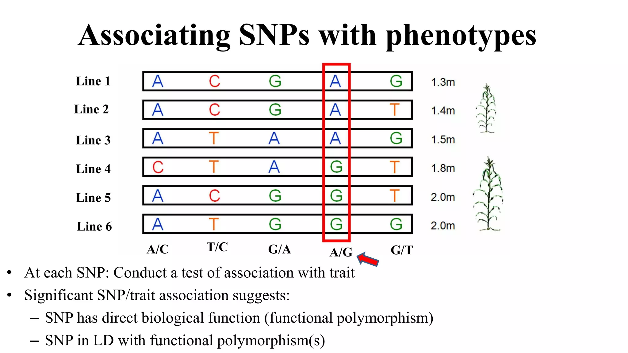 Genome wide association mapping | PDF