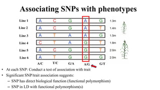 Associating SNPs with phenotypes
• At each SNP: Conduct a test of association with trait
• Significant SNP/trait association suggests:
– SNP has direct biological function (functional polymorphism)
– SNP in LD with functional polymorphism(s)
Line 1
Line 2
Line 3
Line 4
Line 5
Line 6
A/C T/C G/A A/G G/T
 