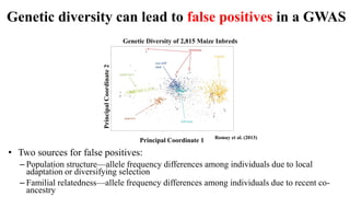 Genetic diversity can lead to false positives in a GWAS
• Two sources for false positives:
– Population structure—allele frequency differences among individuals due to local
adaptation or diversifying selection
– Familial relatedness—allele frequency differences among individuals due to recent co-
ancestry
Genetic Diversity of 2,815 Maize Inbreds
Principal Coordinate 1
PrincipalCoordinate2
Romay et al. (2013)
 