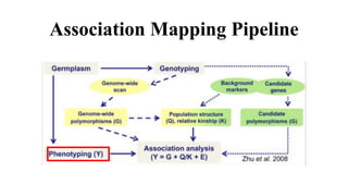 Association Mapping Pipeline
 