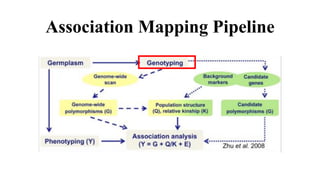 Association Mapping Pipeline
 