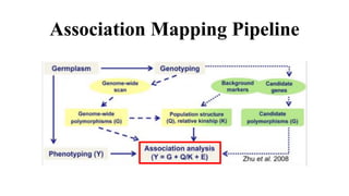 Association Mapping Pipeline
 