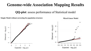 Genome-wide Association Mapping Results
QQ-plot: assess performance of Statistical model
Simple Model without correcting for population structure Mixed Linear Model
 