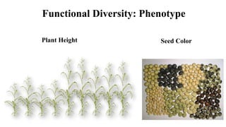 Functional Diversity: Phenotype
Plant Height Seed Color
 
