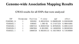 Genome-wide Association Mapping Results
GWAS results for all SNPs that were analyzed
 