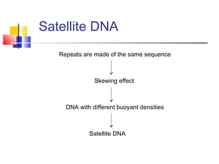 Satellite DNA
Repeats are made of the same sequence
Skewing effect
DNA with different buoyant densities
Satellite DNA
 