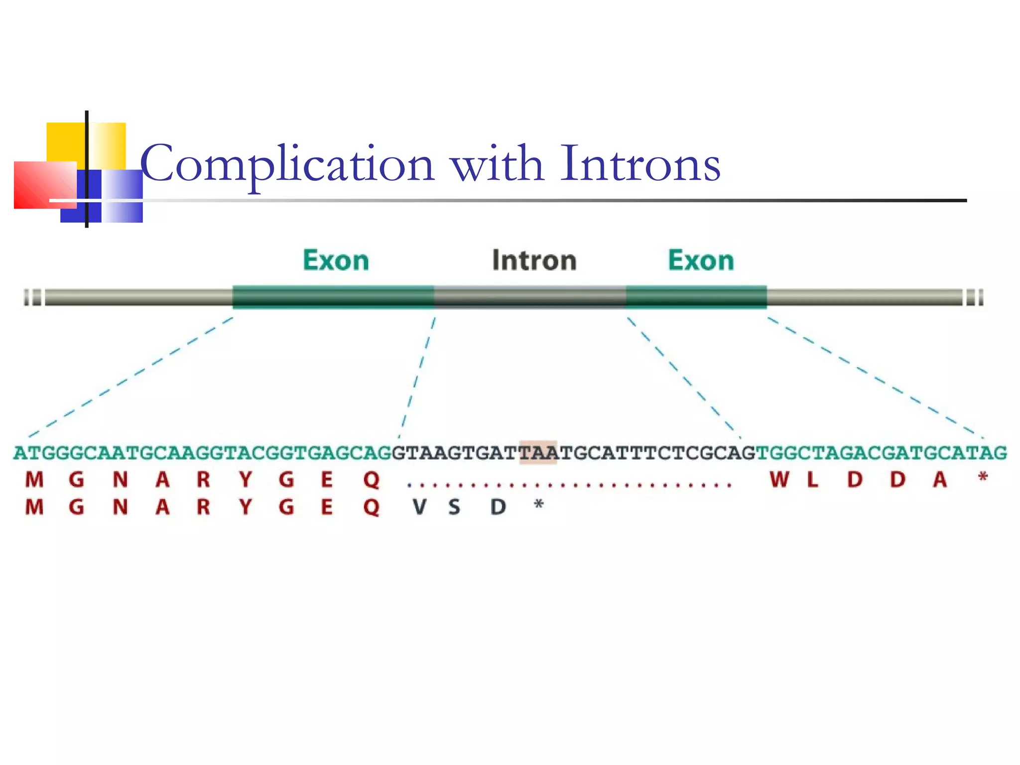 Complication with Introns
 