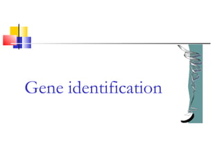 Gene identification
 