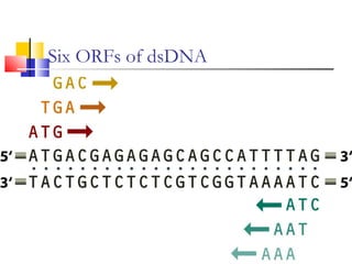 Six ORFs of dsDNA
 