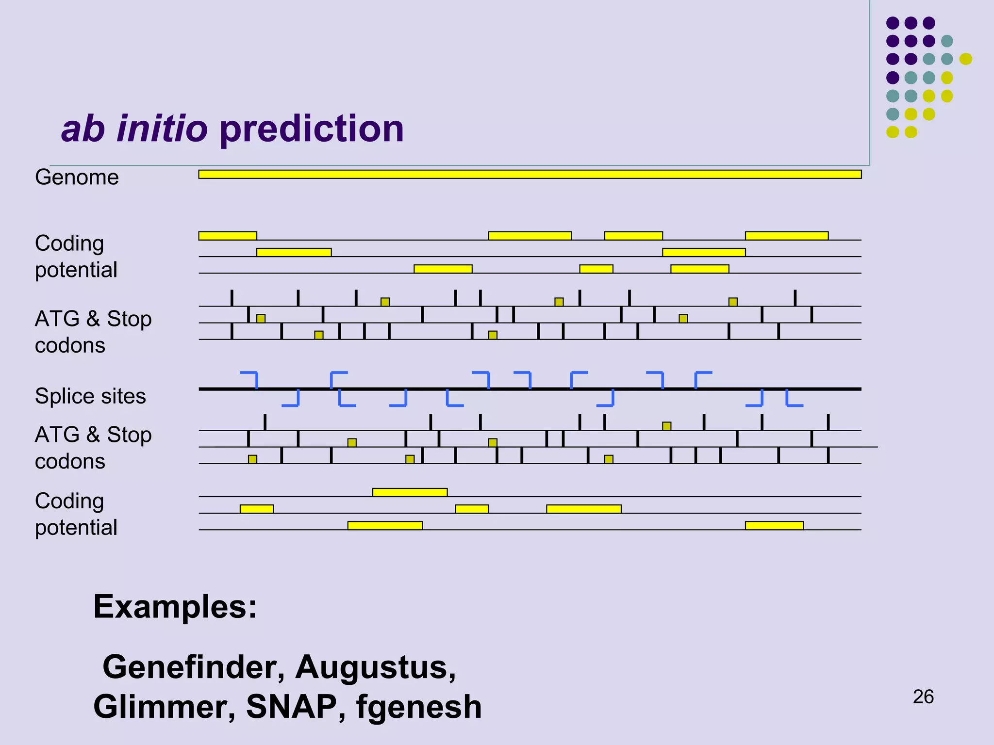 ab initio prediction
Genome
Coding
potential
ATG & Stop
codons
Splice sites
ATG & Stop
codons
Coding
potential

Examples:
Genefinder, Augustus,
Glimmer, SNAP, fgenesh

26

 
