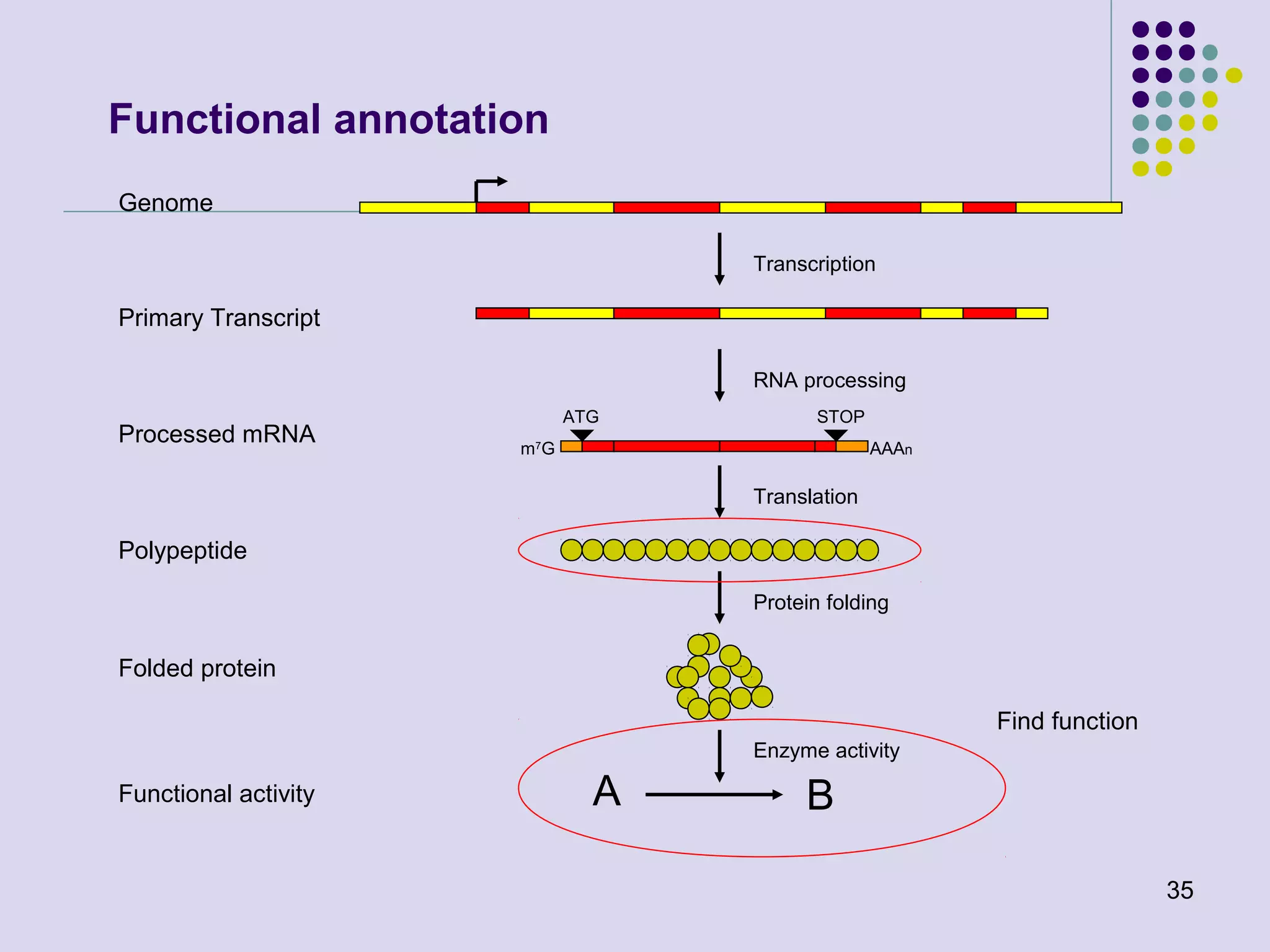 Functional annotation
Genome
Transcription

Primary Transcript
RNA processing

Processed mRNA

ATG

STOP

m 7G

AAAn

Translation

Polypeptide
Protein folding

Folded protein
Find function
Enzyme activity

Functional activity

A

B
35

 