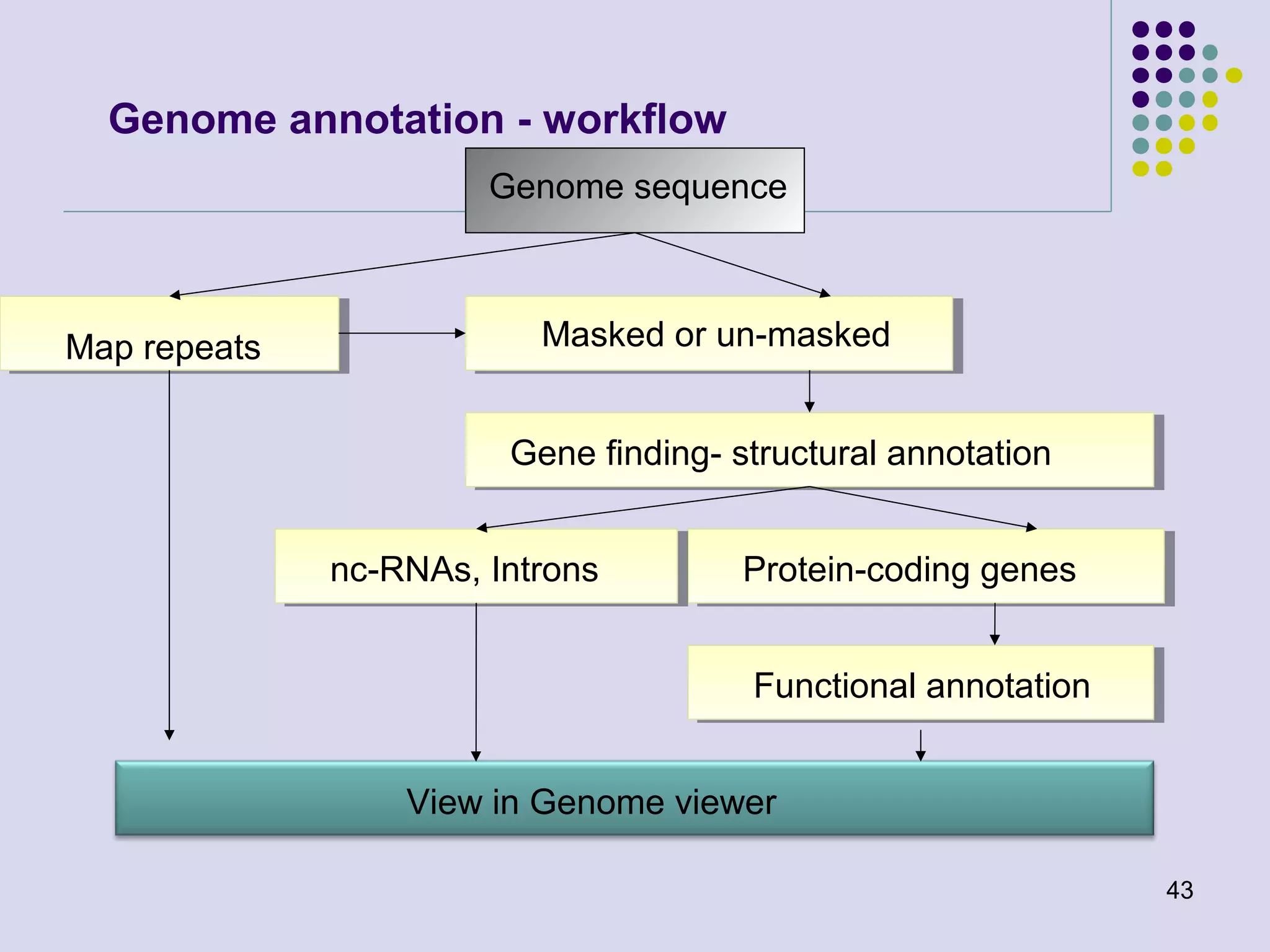 Genome annotation - workflow
Genome sequence

Map repeats

Masked or un-masked
Gene finding- structural annotation
nc-RNAs, Introns

Protein-coding genes
Functional annotation

View in Genome viewer
43

 