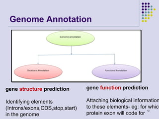 Genome Annotation

gene structure prediction

gene function prediction

Identifying elements
(Introns/exons,CDS,stop,start)
in the genome

Attaching biological information
to these elements- eg: for which
12
protein exon will code for

 