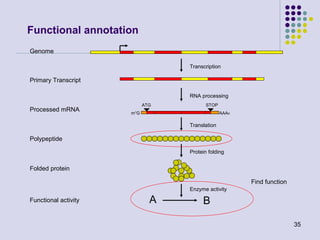 Functional annotation
Genome
Transcription

Primary Transcript
RNA processing

Processed mRNA

ATG

STOP

m 7G

AAAn

Translation

Polypeptide
Protein folding

Folded protein
Find function
Enzyme activity

Functional activity

A

B
35

 