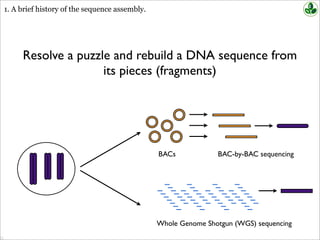 Resolve a puzzle and rebuild a DNA sequence from
its pieces (fragments)
BACs BAC-by-BAC sequencing
Whole Genome Shotgun (WGS) sequencing
1. A brief history of the sequence assembly.
 