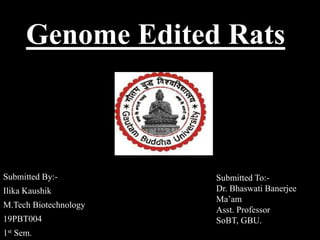 Genome Edited Rats
Submitted By:-
Ilika Kaushik
M.Tech Biotechnology
19PBT004
1st Sem.
Submitted To:-
Dr. Bhaswati Banerjee
Ma’am
Asst. Professor
SoBT, GBU.
 