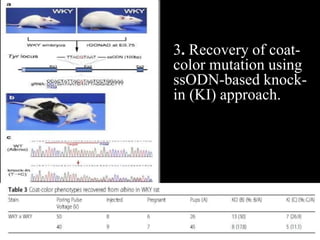 Genetic Modification Rats Genome Edited Rats | PPTX