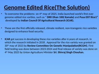 Kamala Rice Genome Edited Rice: A Non-Transgenic Revolution Enhancing Indian ...