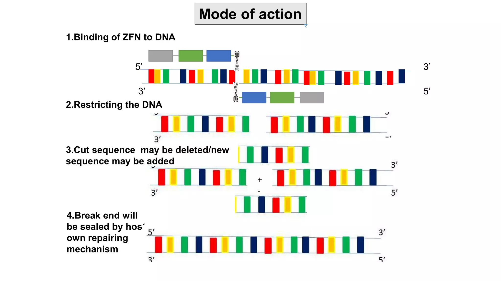 Genome editing | PPT