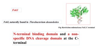 FokI, naturally found in Flavobacterium okeanokoites
N-terminal binding domain and a non-
specific DNA cleavage domain at the C-
terminal
Fok1
 