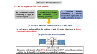 An N-terminal domain
containing a type III
secretion signal
A central repeat domain
that determines DNA-
binding specificity
TALEs are organized into three sections
a C-terminal domain
containing a nuclear
localization signal and an
acidic activation domain
A stretch of 34 amino acid repeated at 15.5 - 19.5 times
……… ………
34 amino acid
12
Repeat variable diresidues (RVD)
13
In each repeat amino acid at the position 12 and 13 varies thus form a Repeat
variable diresidues(RVDs)
The amino acid identity of the RVDs is responsible for DNA nucleotide recognition,
enabling the design of TALENs to target unique DNA sequences
Molecular structure of effector
 