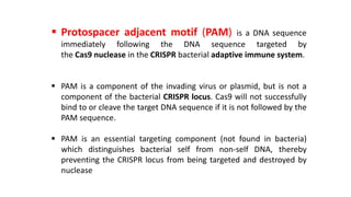  Protospacer adjacent motif (PAM) is a DNA sequence
immediately following the DNA sequence targeted by
the Cas9 nuclease in the CRISPR bacterial adaptive immune system.
 PAM is a component of the invading virus or plasmid, but is not a
component of the bacterial CRISPR locus. Cas9 will not successfully
bind to or cleave the target DNA sequence if it is not followed by the
PAM sequence.
 PAM is an essential targeting component (not found in bacteria)
which distinguishes bacterial self from non-self DNA, thereby
preventing the CRISPR locus from being targeted and destroyed by
nuclease
 