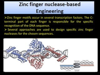 Zinc finger motifs occur in several transcription factors. The C-
terminal part of each finger is responsible for the specific
recognition of the DNA sequence.
 Several approaches are used to design specific zinc finger
nucleases for the chosen sequences.
 