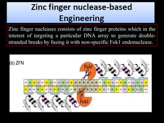 Zinc finger nucleases consists of zinc finger proteins which in the
interest of targeting a particular DNA array to generate double-
stranded breaks by fusing it with non-specific Fok1 endonuclease.
 