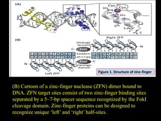 Figure 1. Structure of zinc-finger
(B) Cartoon of a zinc-finger nuclease (ZFN) dimer bound to
DNA. ZFN target sites consist of two zinc-finger binding sites
separated by a 5–7-bp spacer sequence recognized by the FokI
cleavage domain. Zinc-finger proteins can be designed to
recognize unique ‘left’ and ‘right’ half-sites.
 