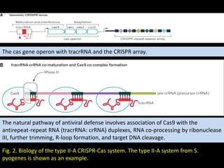 Fig. 2. Biology of the type II-A CRISPR-Cas system. The type II-A system from S.
pyogenes is shown as an example.
The cas gene operon with tracrRNA and the CRISPR array.
The natural pathway of antiviral defense involves association of Cas9 with the
antirepeat-repeat RNA (tracrRNA: crRNA) duplexes, RNA co-processing by ribonuclease
III, further trimming, R-loop formation, and target DNA cleavage.
 
