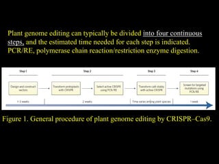 Figure 1. General procedure of plant genome editing by CRISPR–Cas9.
Plant genome editing can typically be divided into four continuous
steps, and the estimated time needed for each step is indicated.
PCR/RE, polymerase chain reaction/restriction enzyme digestion.
 