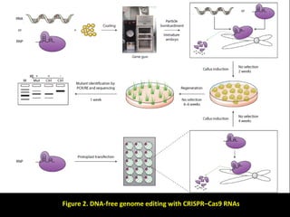 Figure 2. DNA-free genome editing with CRISPR–Cas9 RNAs
 