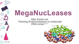 Also known as
“Homing Endonucleases or molecular
DNA scissors”
MegaNucLeases
 