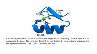 Cartoon representation of the Cys2His2 zinc finger motif, consisting of an α helix and an
antiparallel β sheet. The zinc ion (green) is coordinated by two histidine residues and
two cysteine residues. The (Zn2+) stabilize the fold.
 