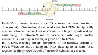 Each Zinc Finger Nuclease (ZFN) consists of two functional
domains: A) DNA-binding domains of individual ZFNs that typically
contain between three and six individual zinc finger repeats and can
each recognize between 9 and 18 basepairs. Each Finger makes
contact with 3 or 4 bp in the major groove of the DNA.
B.) A DNA-cleaving domain comprised of the nuclease domain of
Fok I. When the DNA-binding and DNA-cleaving domains are fused
together, a highly-specific pair of ‘genomic scissors’ are created.
 
